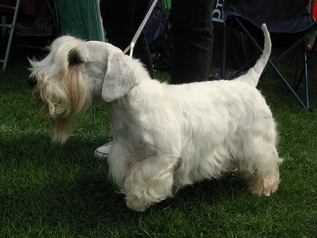 Sealyham Terrier