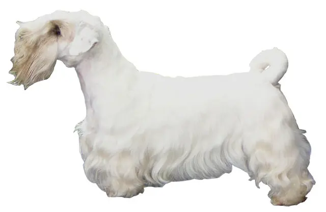 Sealyham Terrier