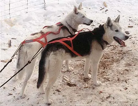 Seppala Siberian Sleddog