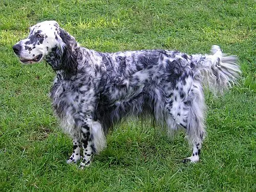 Setter anglais