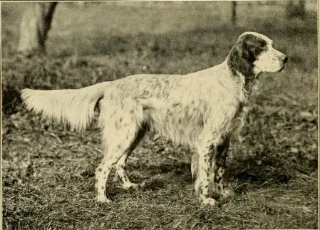 Setter anglais