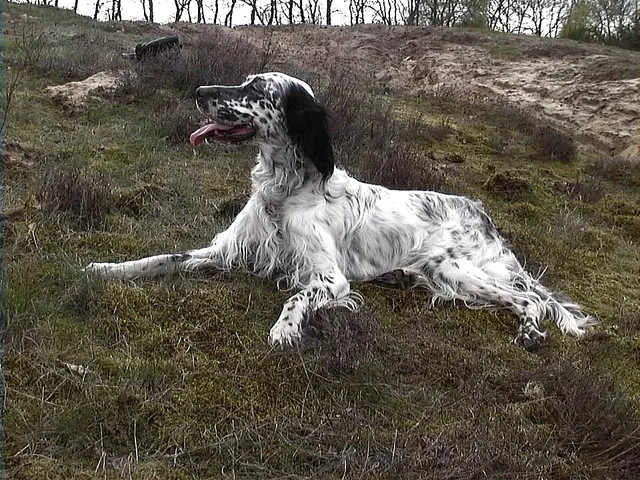 Setter anglais
