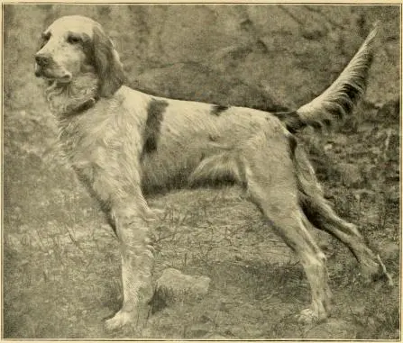 Setter anglais