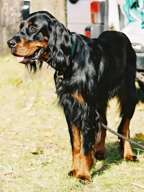 Setter Gordon