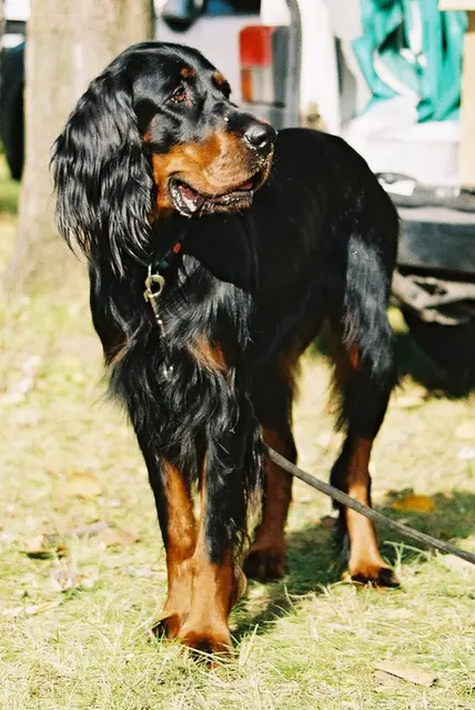 Setter Gordon