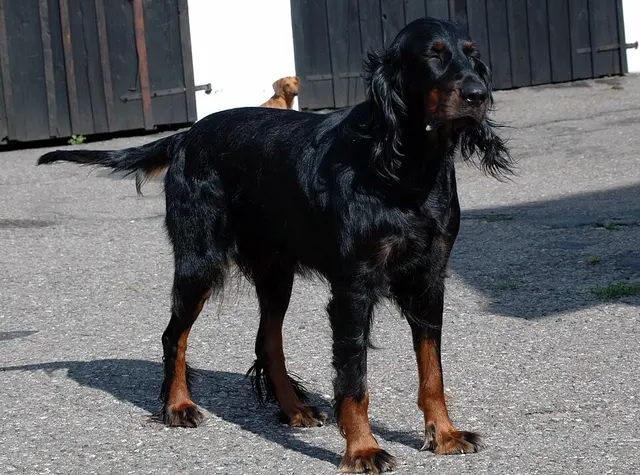 Setter Gordon