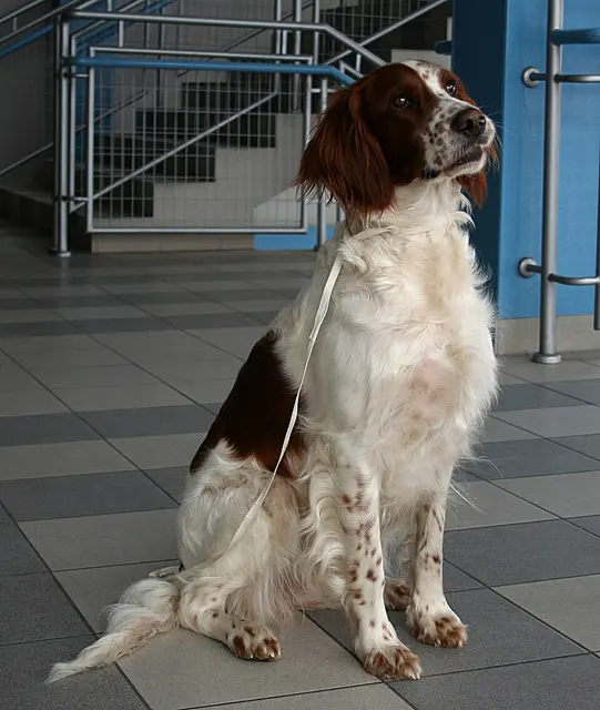 Setter irlandais rouge et blanc