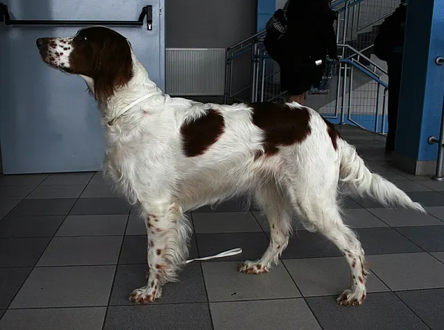 Setter irlandais rouge et blanc
