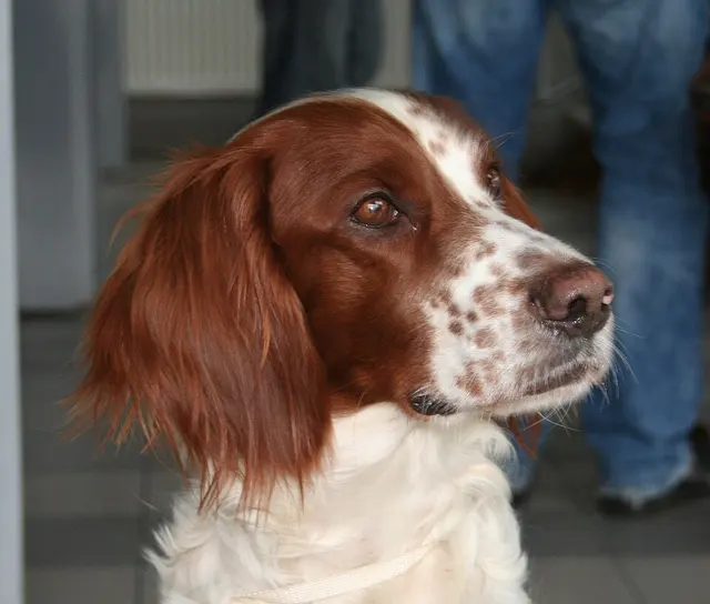 Setter irlandais rouge et blanc