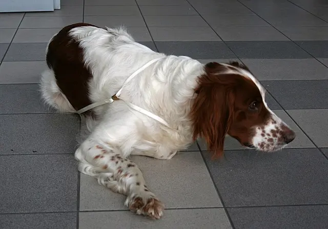 Setter irlandais rouge et blanc