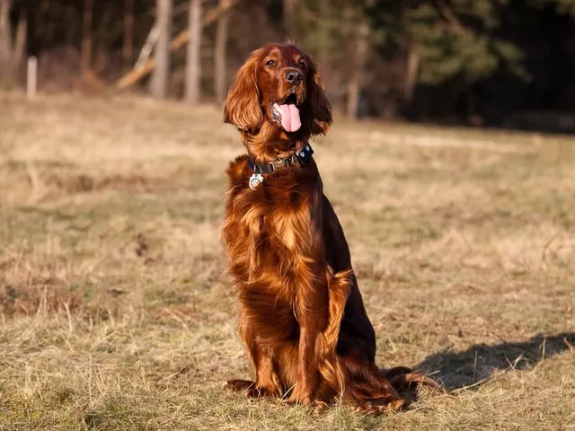 Setter irlandais
