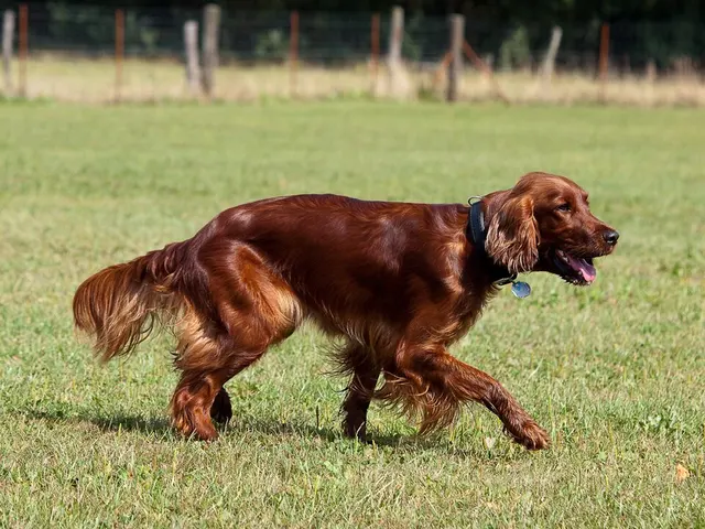 Setter irlandais
