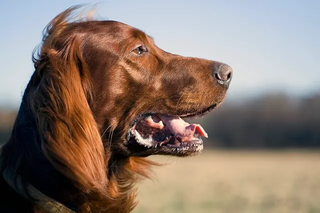 Setter irlandais