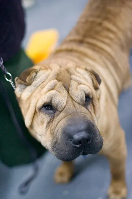 Shar Pei