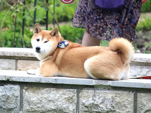 Shiba Inu