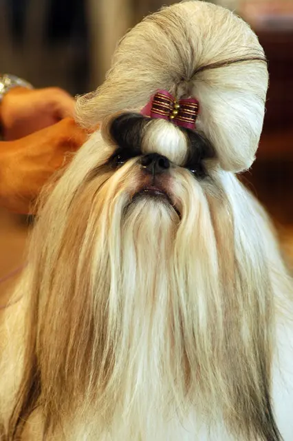 Shih Tzu