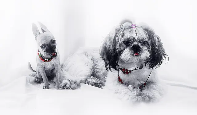 Shih Tzu