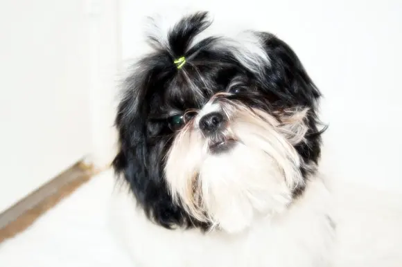 Shih Tzu