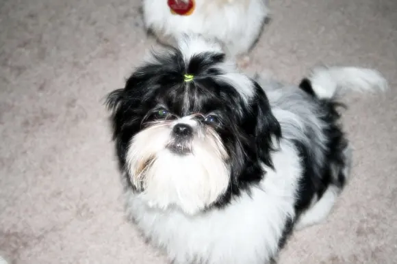 Shih Tzu