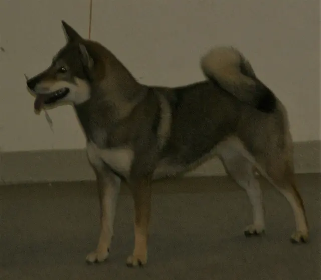 Shikoku