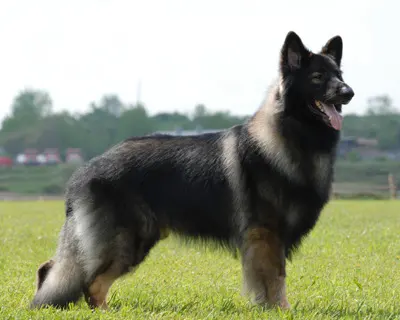Shiloh Shepherd Dog