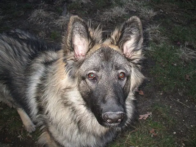 Shiloh Shepherd Dog