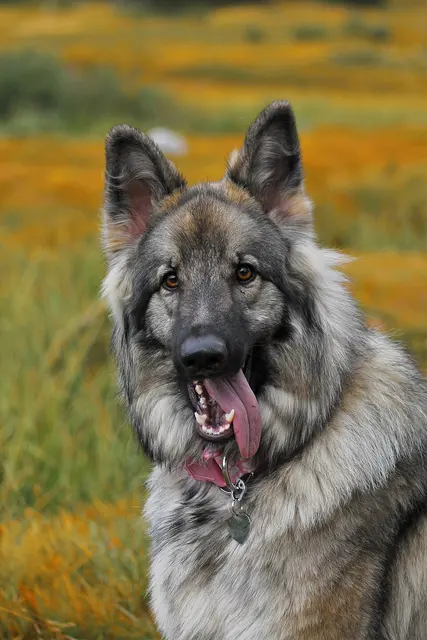 Shiloh Shepherd Dog
