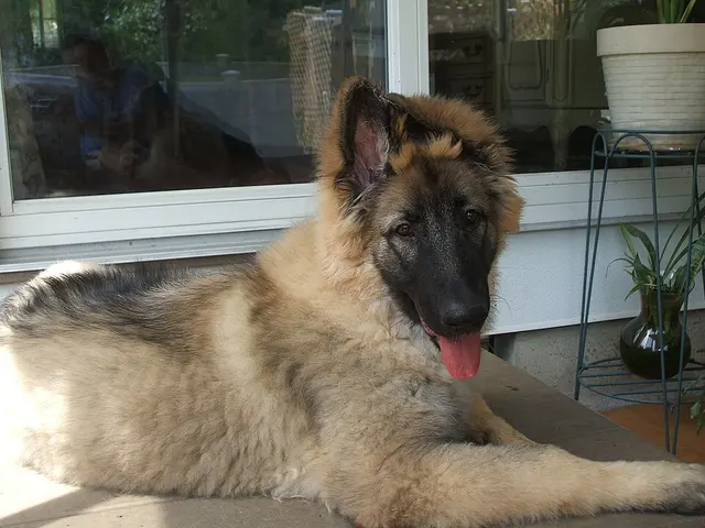 Shiloh Shepherd Dog