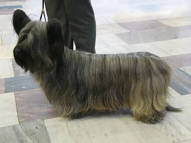 Skye terrier