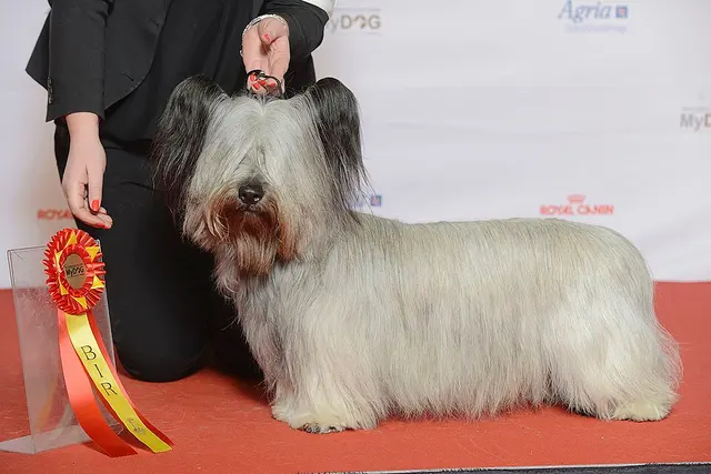 Skye terrier