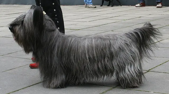 Skye terrier