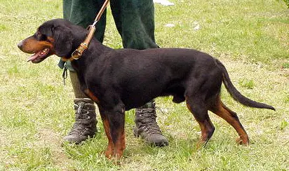 Slovensky kopov