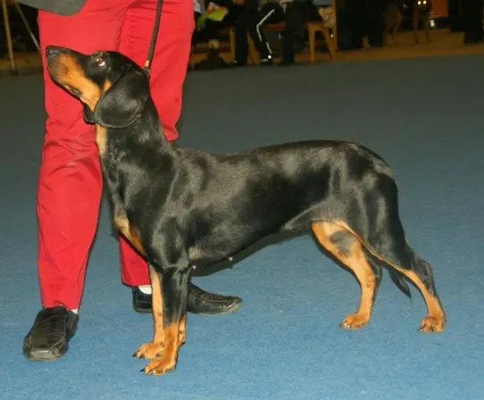 Slovensky kopov
