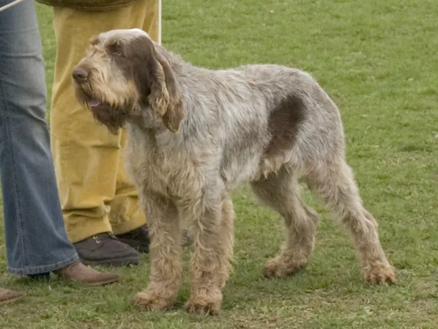 Spinone italiano