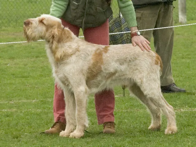 Spinone italiano