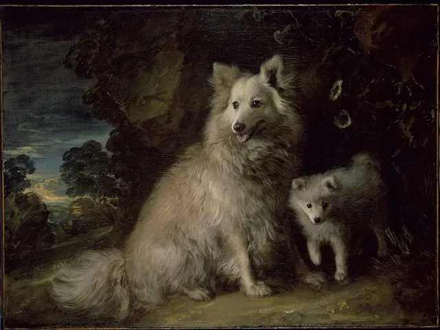 Spitz allemand