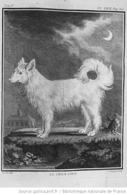 Spitz allemand