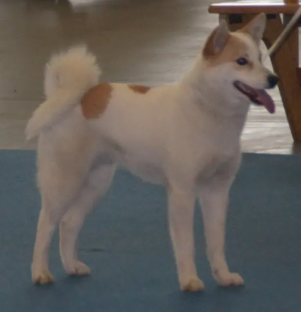 Spitz de Norrbotten