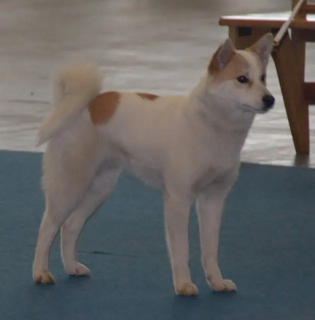 Spitz de Norrbotten