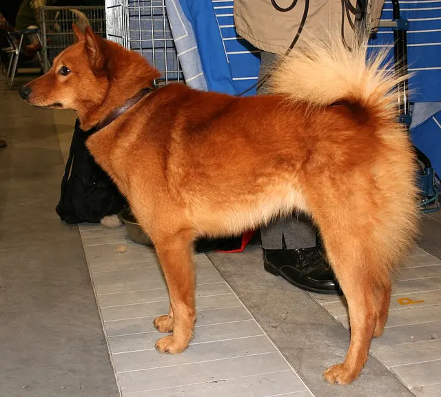 Spitz finlandais