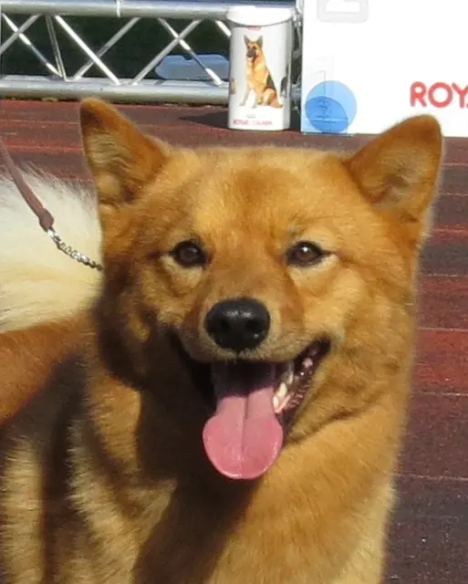 Spitz finlandais