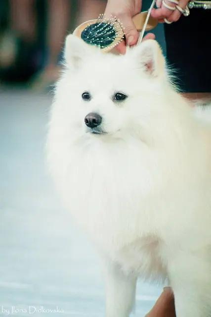 Spitz japonais