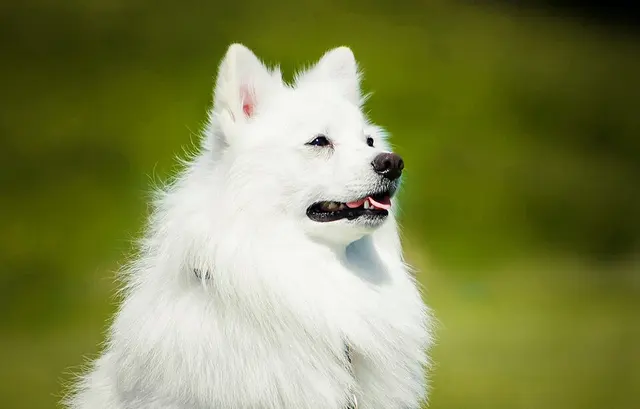 Spitz japonais