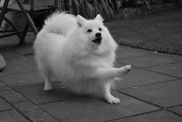 Spitz japonais