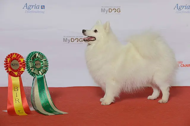 Spitz japonais