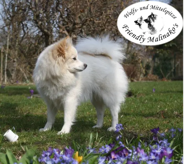 Spitz moyen