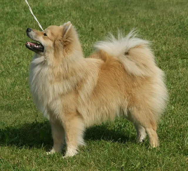 Spitz moyen