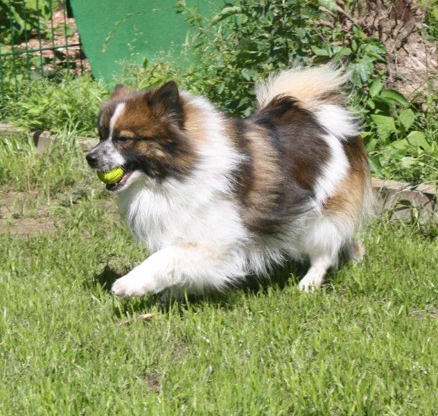 Spitz moyen