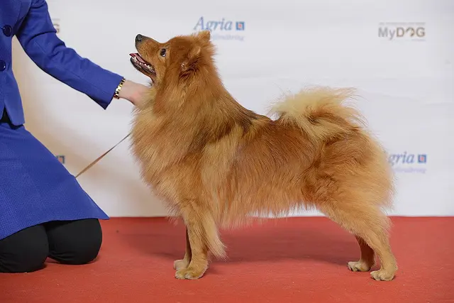 Spitz moyen
