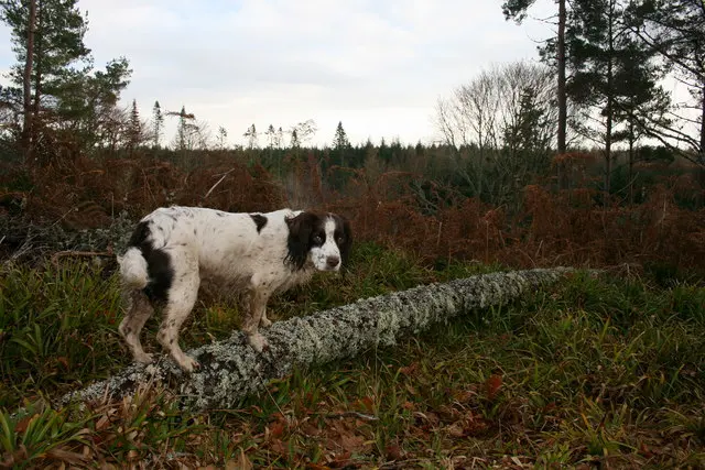 Springer anglais